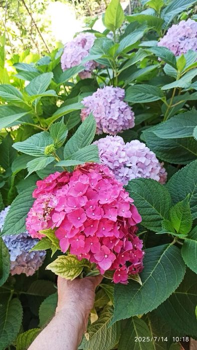 Гортензия крупнолистовая разных цветов морозостойкая