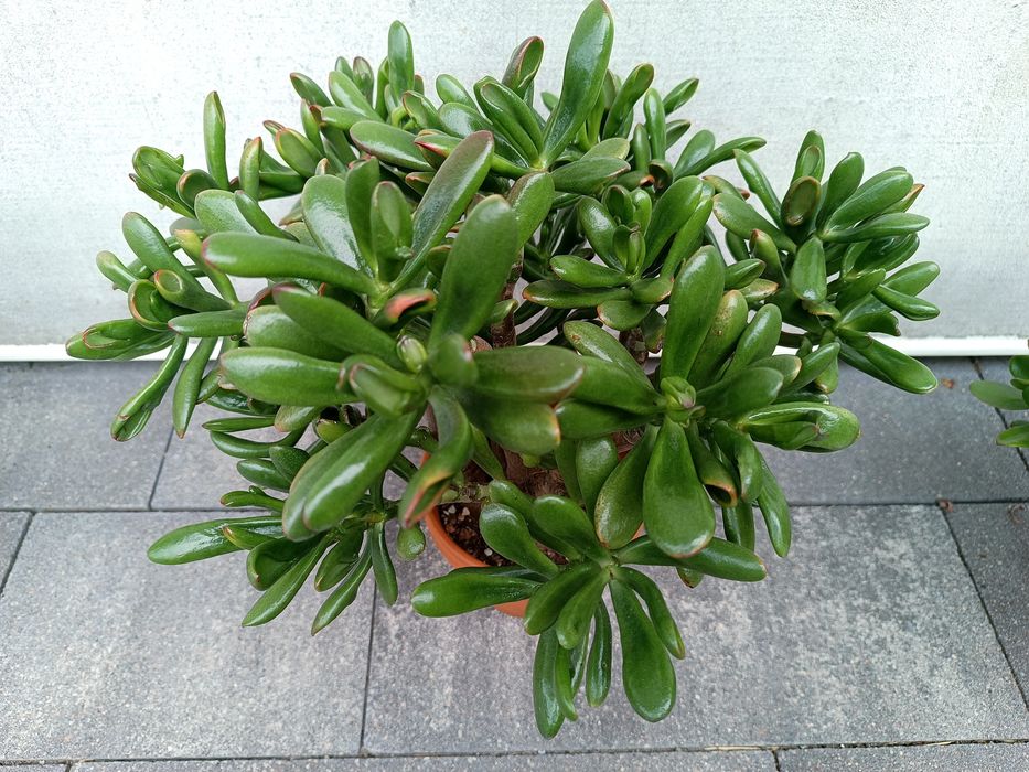Wieloletnie Drzewko szczęścia grubosz crassula