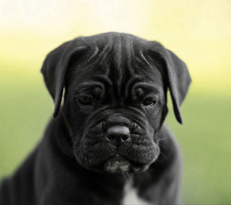 Дівчатка хлопчики-Cane corso Italiano