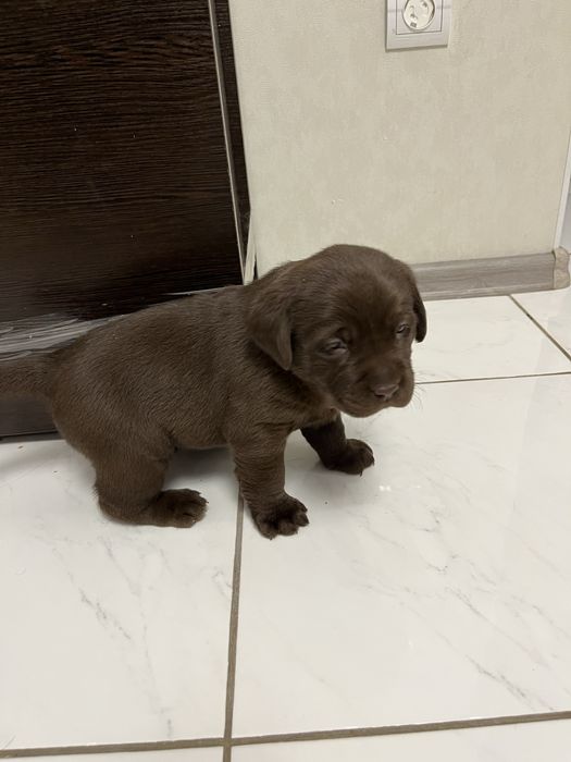 Лабрадор шоколадка . Щенок. Продам