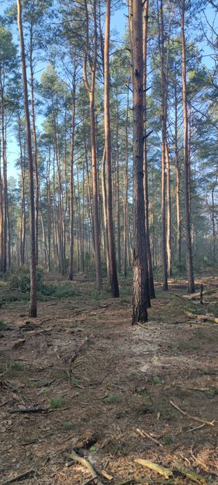 Oddam za darmo gałęziówke