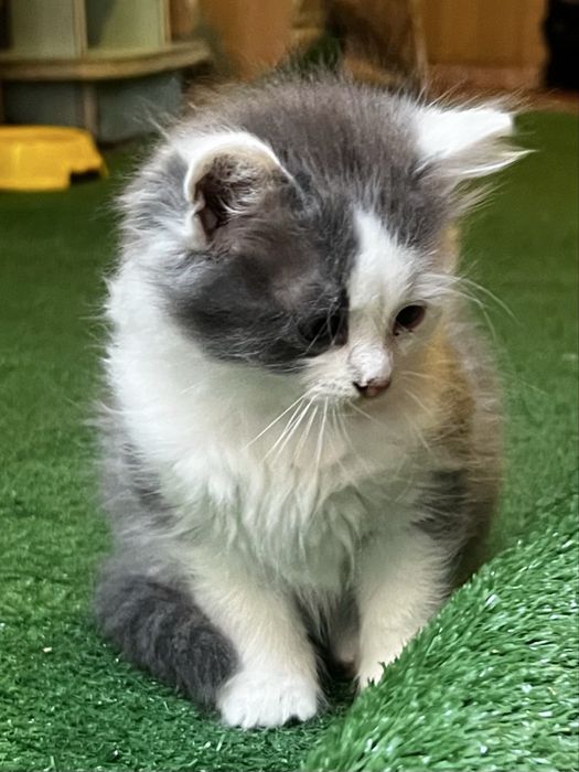 Кошенятка 4 місяці