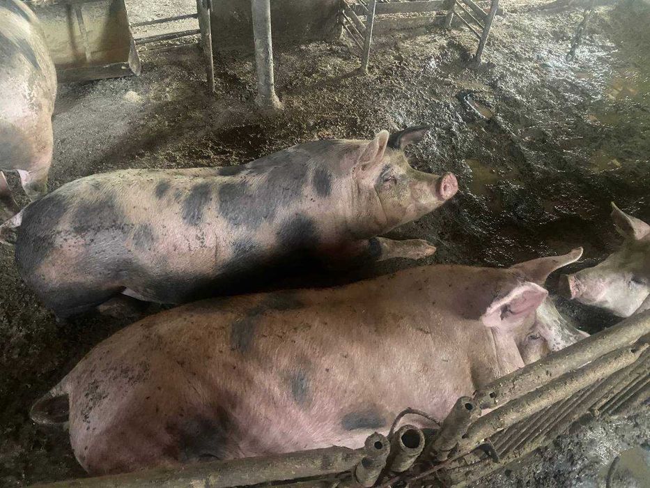 Продам свині жива вага