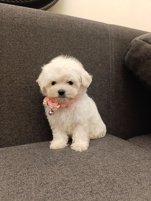 Цуценята мальтіпу