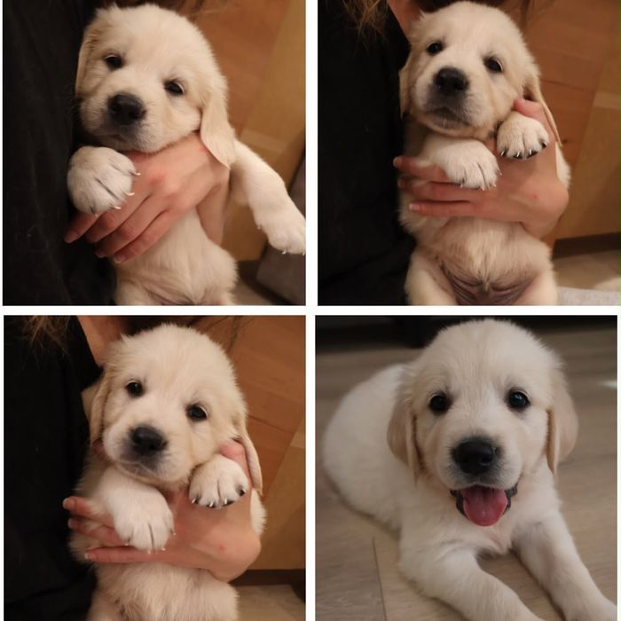 Golden retriever