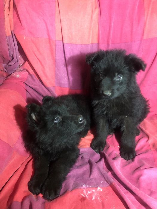 Owczarek staroniemiecki długowłosy czarny