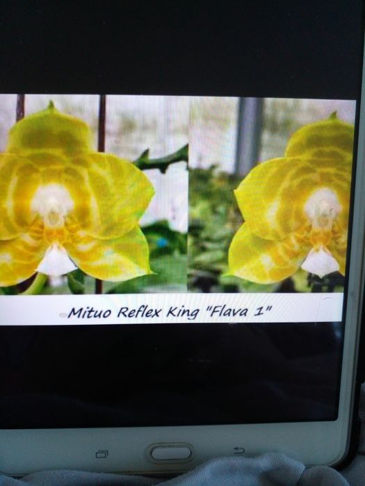 Орхидея Миту Рефлекс Кинг Флава # 1 з цветоносом
