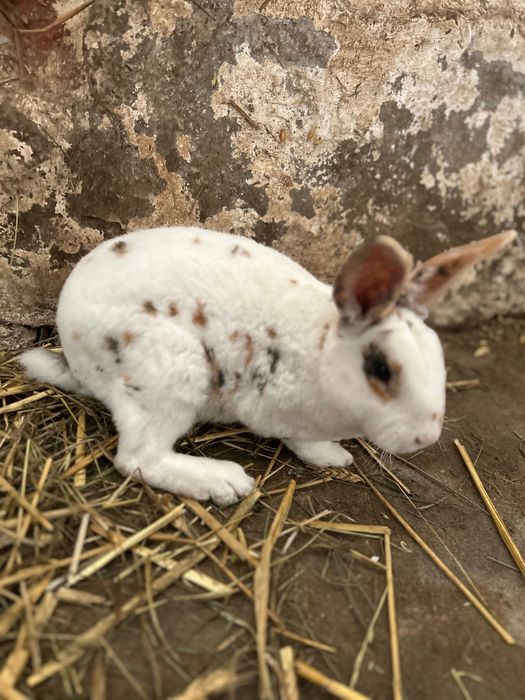 Samiec Rex trójbarwny