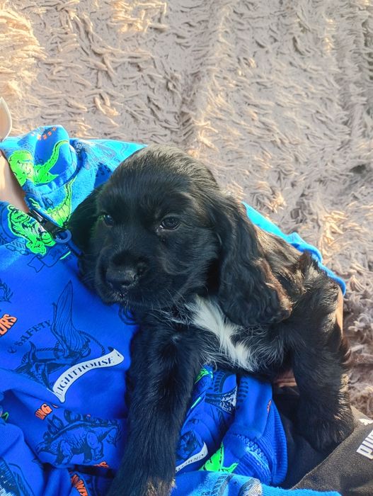 Sunia Cocker Spaniel Angielski