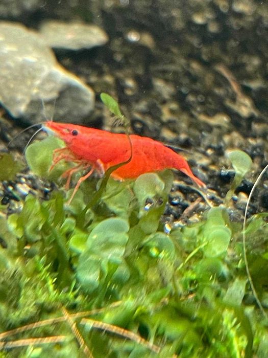 Camarões Neocaridina Red Fire