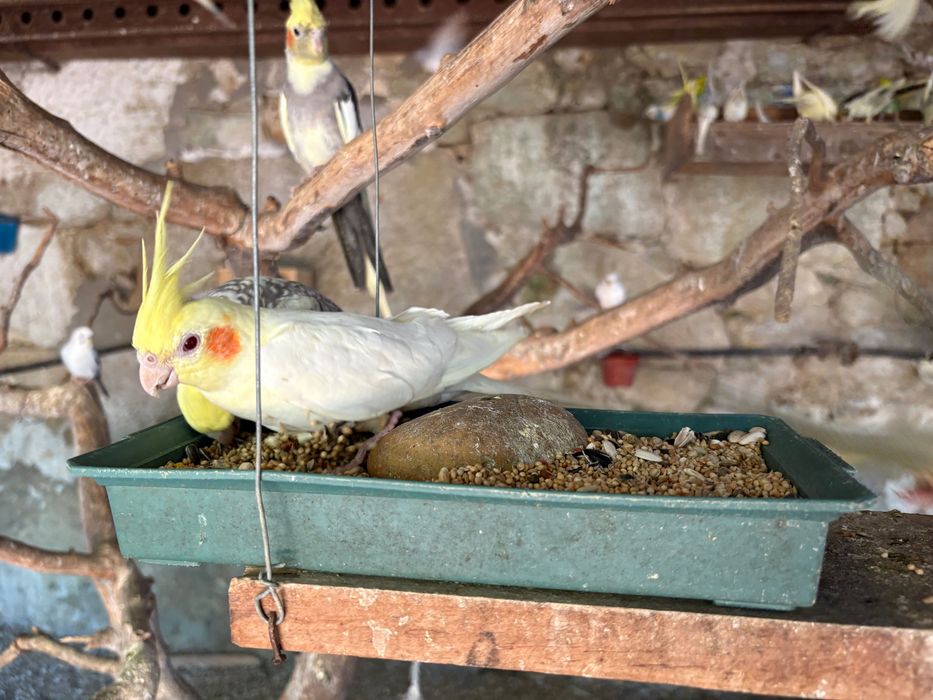 Vendo Caturras, periquitos e rolas diamante