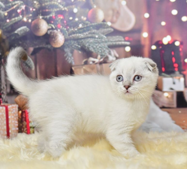 Шотландский мальчик