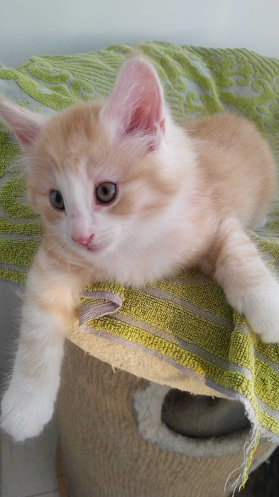 Gatinho Bosque da Noruega