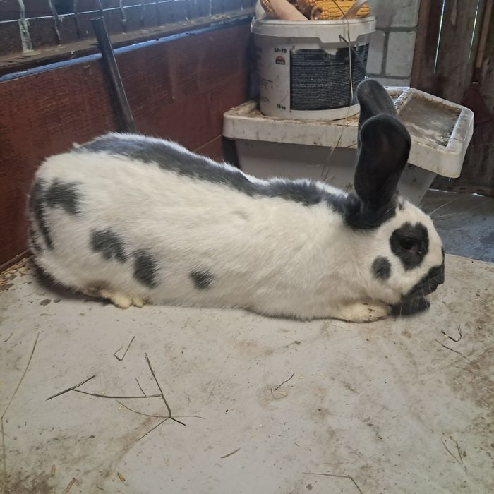 Król Srokacz Niebieski