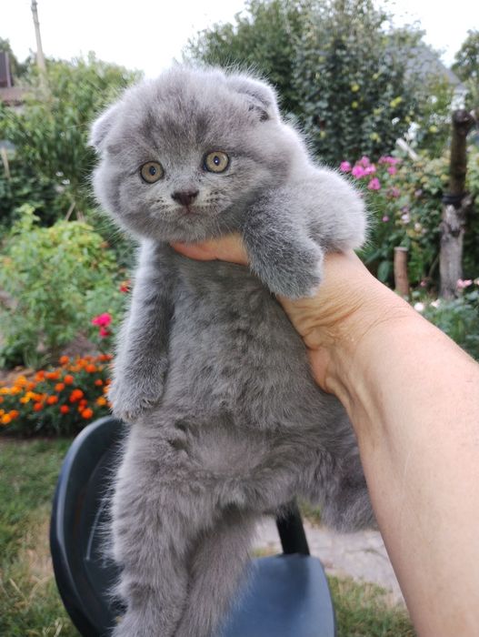 Кошенята Британці короткошерсті