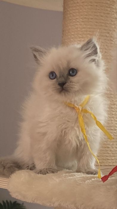 Kotka mała Ragdoll kot z rodowodem FPL