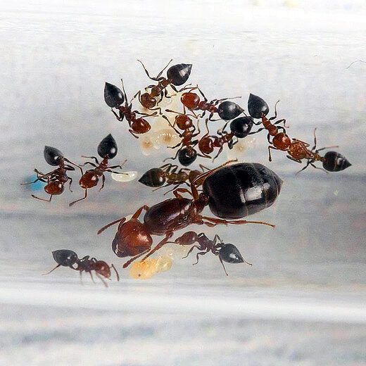 Редкие экзотические муравьи Crematogaster schmidti. Самовывоз Киев