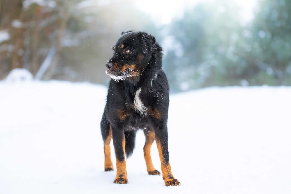 AVEO - mały, terierowaty, nieśmiały, delikatny