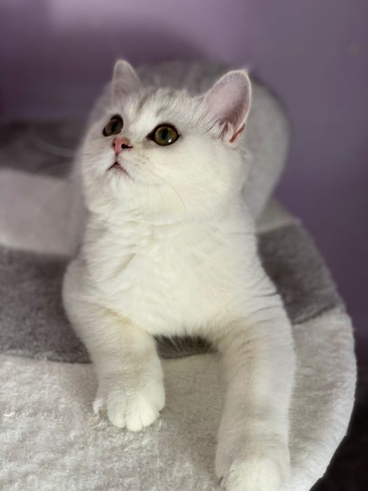 British shorthair
