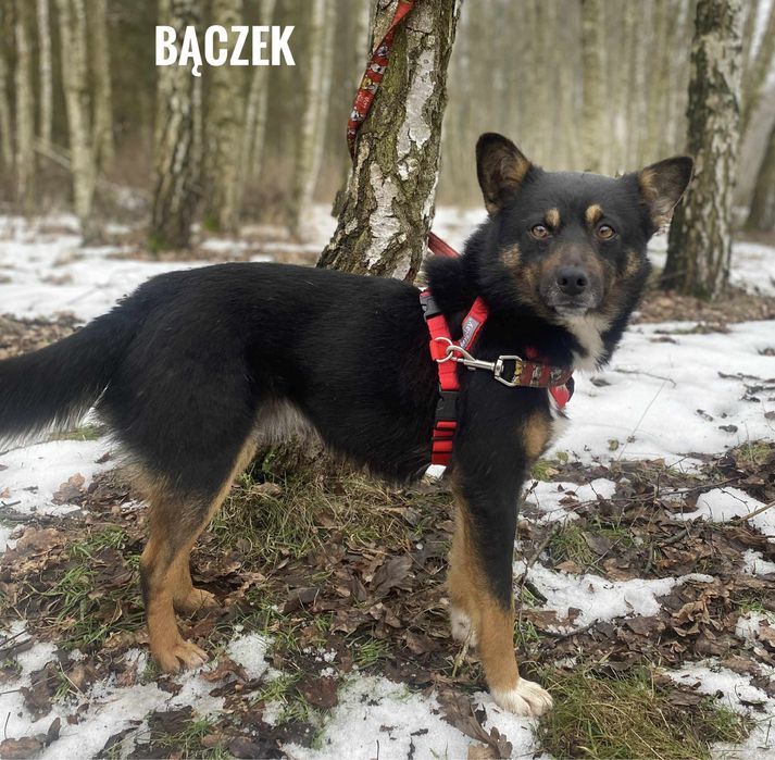 Wesoły, 2 letni, 12 kg Bączek do adopcji