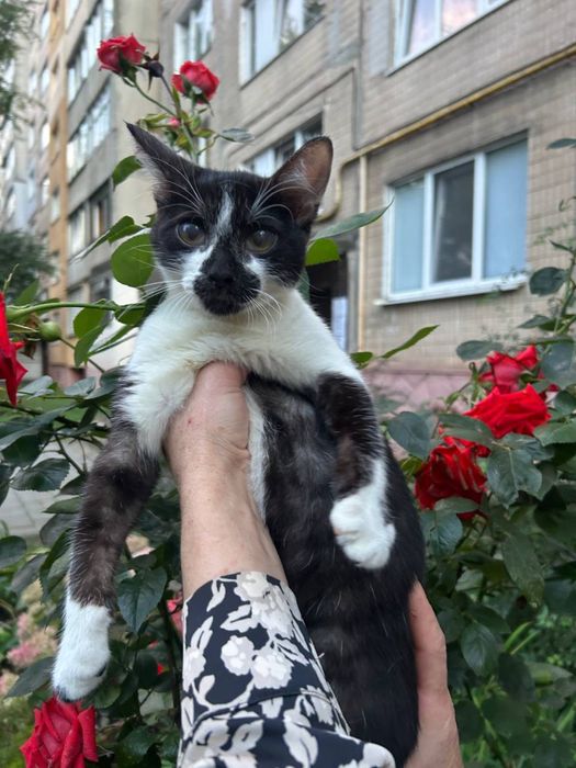 Віддам в добрі руки кошеня