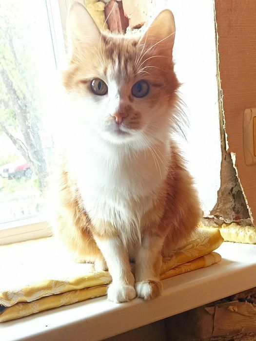 Отдам пушистую рыжую кошку, 9 месяцев,  стерилизована