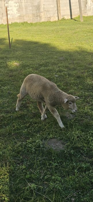 Anha ile de france pura