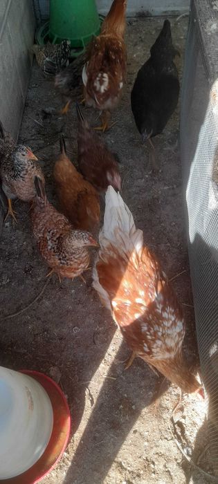 Aves  6 garnizos femeas e algarnizo adulto macho 60 eur as 7 aves0s