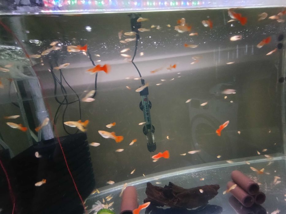 Gupik Full Red Albino