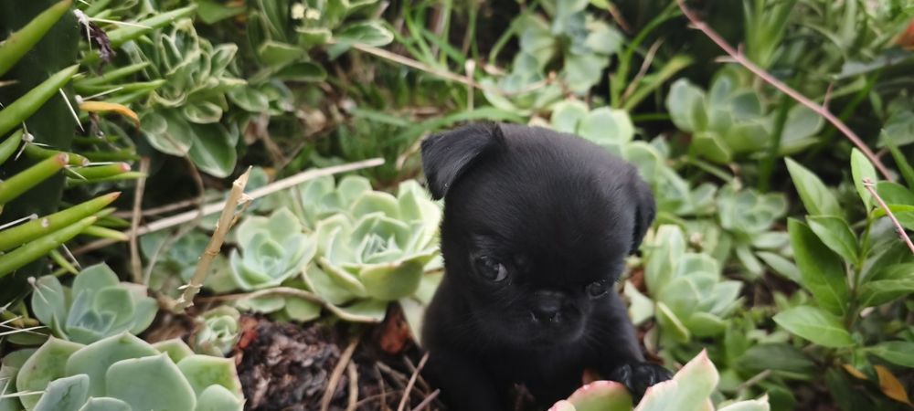 Pug carlin criado em ambiente familiar disponível para entrega imediata desparasitado vacinado pais á vista possibilidade de entrega ao domicilio Env
