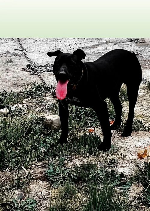 American pitbull tarrier