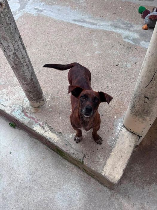 Cão macho de porte pequeno para adoção responsável
