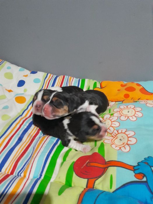 Beagle szczeniakZKwP(FCI)