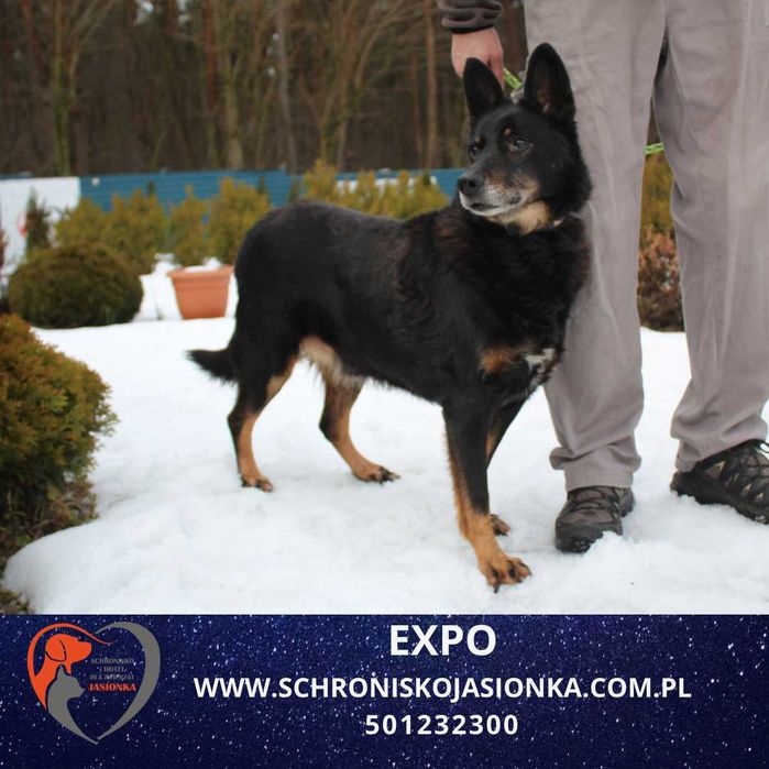 Expo do adopcji – Schronisko Jasionka