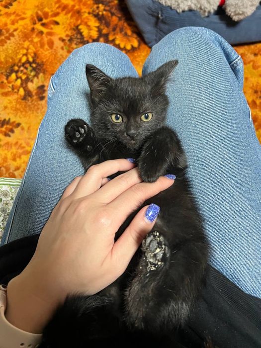 Кошеня хлопчик мальчик 1,5 місяці