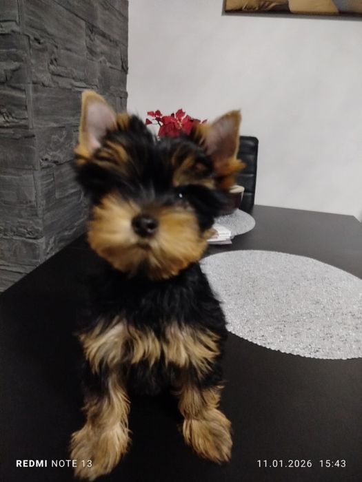 Yorkshire Terrier FCI ZKwP Piesek po Czampionach Gotowy do Odbioru