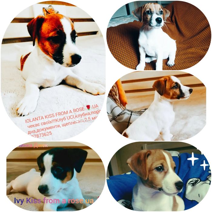 Найкращі породні цуценята Джек Рассел тер'єр в Україні!!!