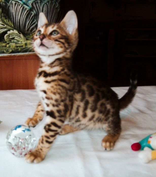 Бенгальский котенок