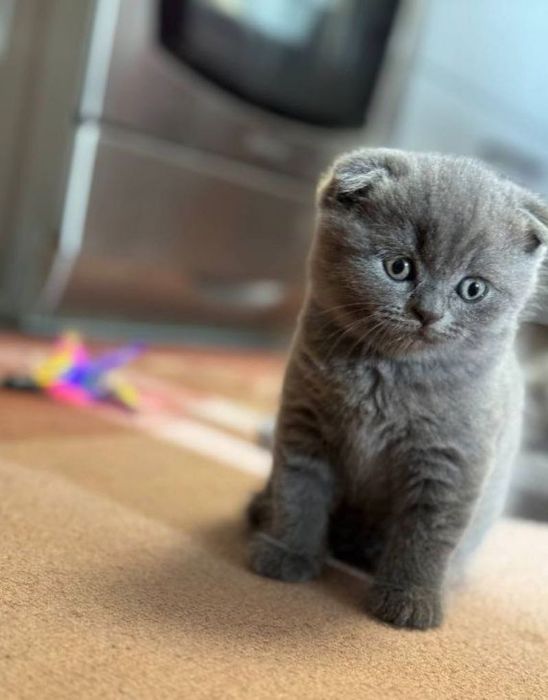 Шотландський гарний хлопчик