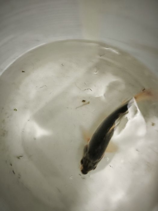 Carpas koi criação propria