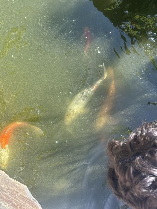 Vendo carpas koi
