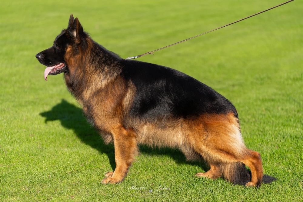 Owczarek Niemiecki Długowłosy Szczenięta