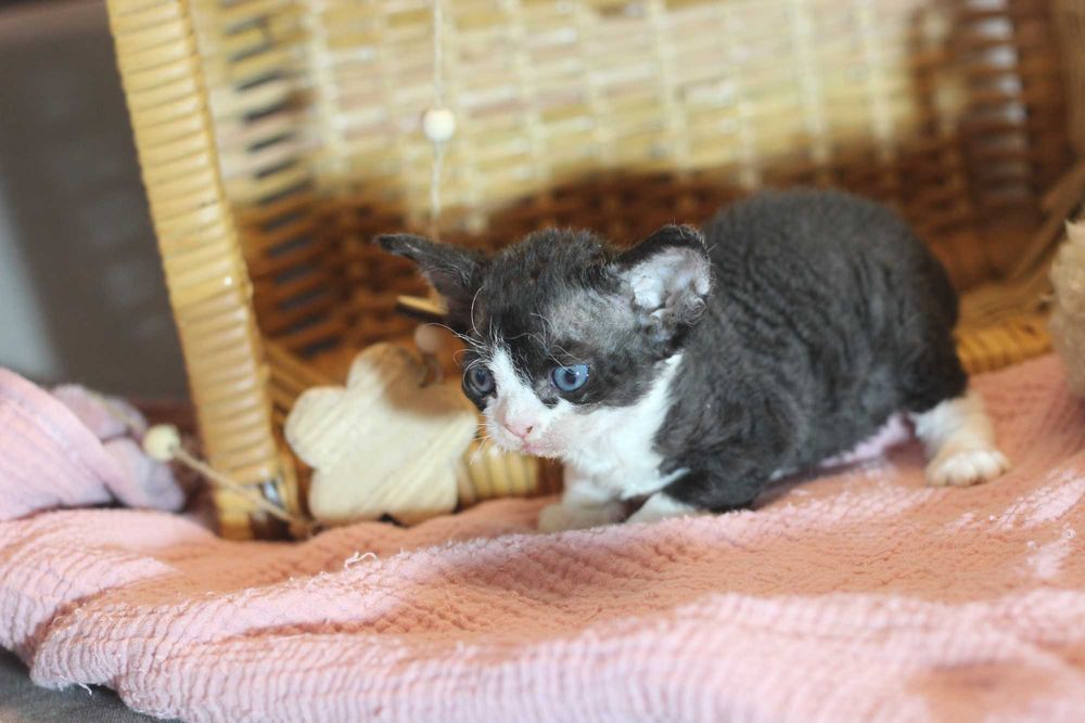 Wera - Devon Rex po Championie