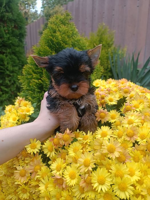 Милота в Ваш дом