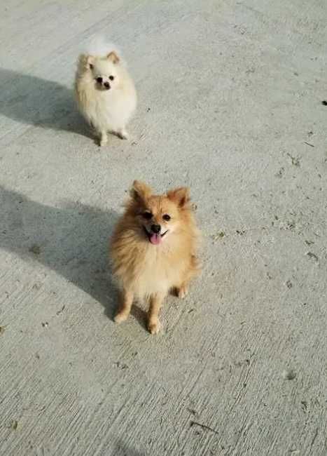 szpic miniaturowy  - do rezerwacji