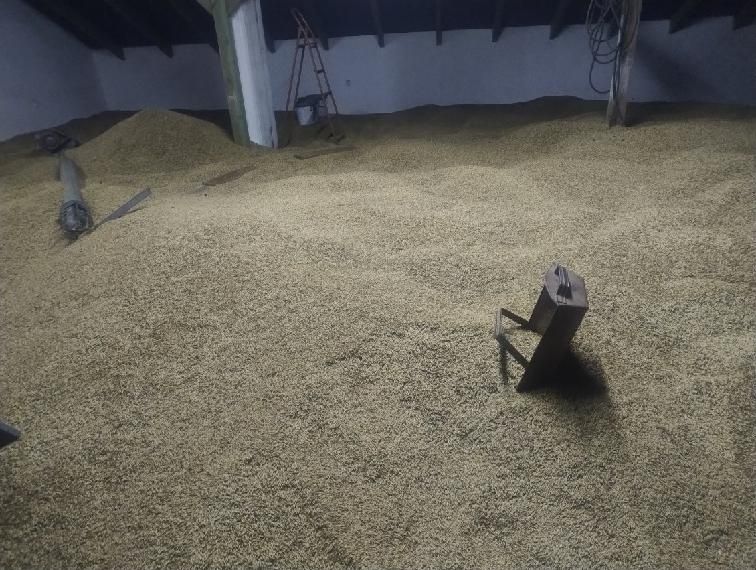 Owies 700 zł za tonę