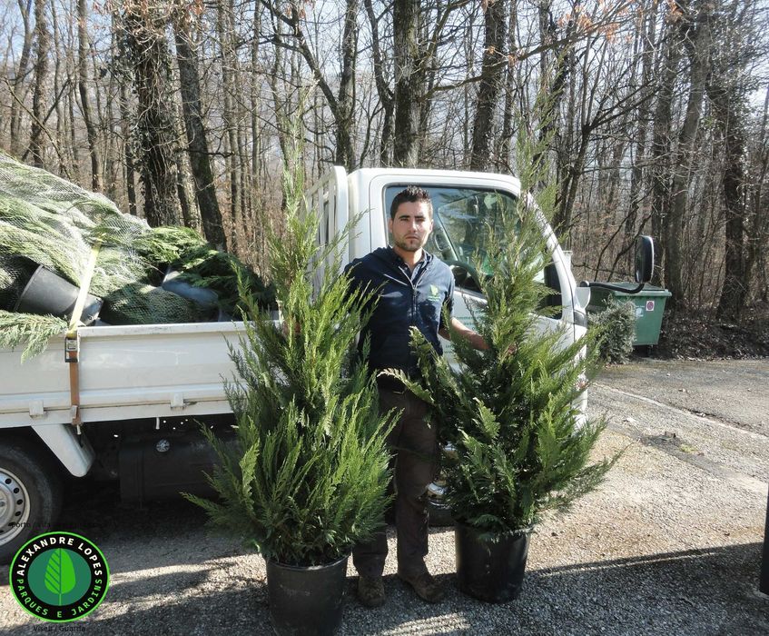 Cupressocyparis leylandi 150/175cm extra ramificado