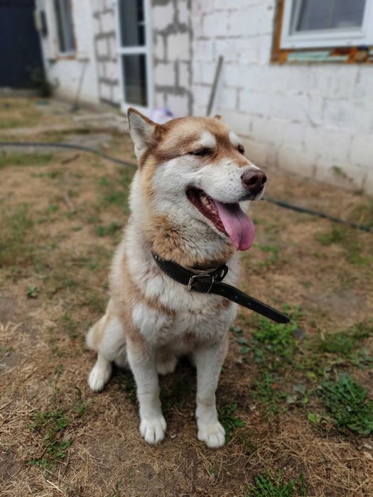 Вязка сибірський ХАСКІ кавового окрасу