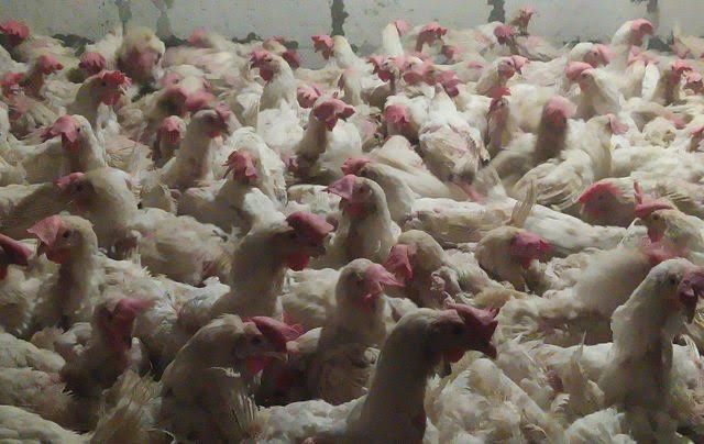 Продам кури несушки! Доставка безкоштовна!