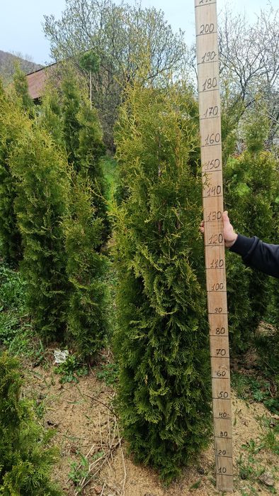 Туя західна колумна